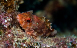 scorpionfish canary island by Philippe Gerber 